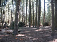 Picture of forest along the eastern boundary of the project after fuels removal and piling.