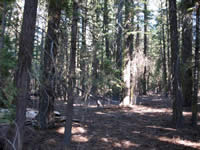 Picture of forest along the eastern boundary of the project before fuels removal.