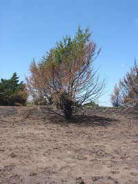 Picture of a burned area.