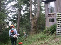 Picture of a member of the fuels crew operating a trimmer to clear vegetation around a house.