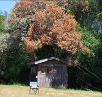 Picture of a tree infected with sudden oak death, displaying browning leaves.