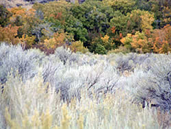 Thick brush in the Rock Creek Area