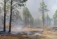 Picture of an area of the Dutch Joe projects that was treated. The Vincent Fire did not harm the trees in this area.