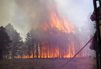 Picture of burning pines with the Vincent Fire in an area of the Dutch Joe projects that was not treated.