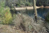 Picture of scotch broom growing along a lakeside.