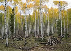 Picture of an area in the Yellowstone Canyon Fuels Reduction Project Area that has been treated, displaying thinner forest conditions, piled fuels, and the improvment of this aspen stand that will encourage aspen health and regeneration.