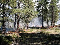 Picture of a ponderosa pine stand on the Yellowstone Canyon Fuels Reduction Project Area displaying on ongoing broadcast burning of the area.