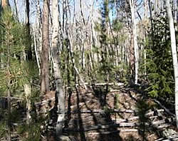 Picture of an area in the Yellowstone Canyong Fuels Reduction Project area that displays thick forest conditions including heavy, multilayer fuels.