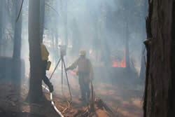 Picture of National Geographic staff on the fireline of the Mariposa Grove Prescribed Fire.