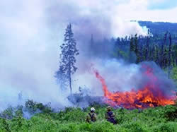 Forest fire.