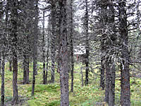 Backcountry cabin in 2008 before a fuels reduction project.