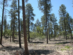 An area that was treated in the Groom Creek area.