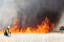 A firefighter watching the buffelgrass flames.