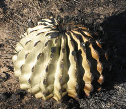 A barrel cactus damaged or killed by fire.
