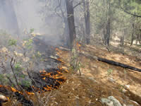 Fire burning pine needles on the forest floor.