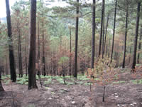 View of the the burned area two months after the fire.