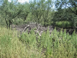 Pile of dead and down woody material.