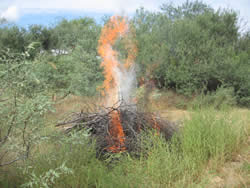 Pile burning.