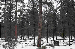 A thinned area in the Hackamore project area.