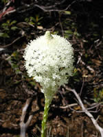 bear grass flower