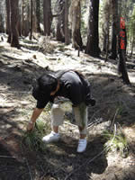 Collecting bear grass