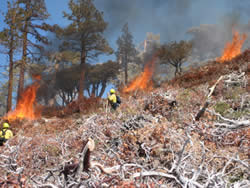 U.S. Forest Service personnel monitor pile burning on the Big Pines project.