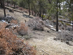 Area after brush removal showing thinned vegetation conditions and brush piles.
