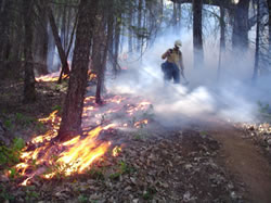 A firefighter patrolling the fireline during a prescribed burn.