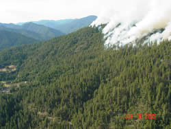 Smoke rising above the forest with a prescribed burn.
