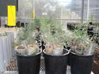 Native shrubs seedlings in pots at Joshua Tree National Park’s Center for Arid Lands Restoration.