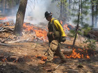 Firefighter igniting the prescribed fire with a drip torch.