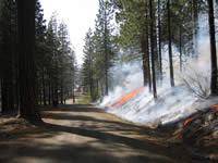 Firefighters monitoring the prescribed fire along a road.