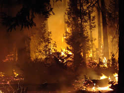 fire burning in the forest at night