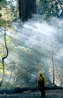 Prescribed fire under giant sequoias.