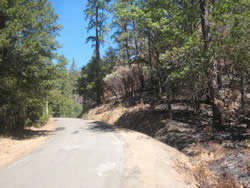 Whiskey Creek Roadside shaded fuelbreak.