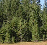 pre-treatment view of Van Vleck Subalpine Meadow Restoration project area