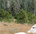 pre-treatment view of Van Vleck Subalpine Meadow Restoration project area