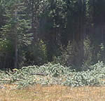 pre-treatment view of Van Vleck Subalpine Meadow Restoration project area