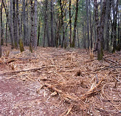 Masticated area displaying crushed and shredded forest fuels