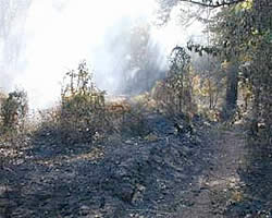 Lightly burned and burning area in Lamplighter Estates.