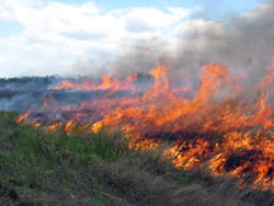 Flames of the prescribed fire in the Miccosukee Reserve Area.