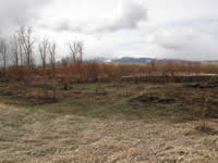 A portion of the burned area of the Cottonwood Fire.