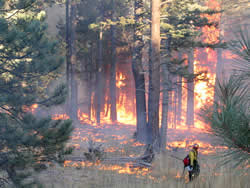 Firefighter spreading fire with a drip torch in the forest