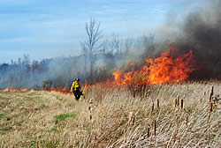 firefighter spreading fire with a drip torch in a cattail meadow
