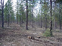 Area within the Sportsman's Peak Fuels Reduction project area after it was treated.