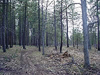 Area within the Sportsman's Peak Fuels Reduction project area after it was treated.