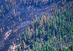 Aerial view of burned forest after the August 2000 Hash Rock Fire.