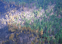 Aerial view of burned forest related to the 1995 Mill Prescribed Natural Fire.