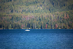 Trees near Diamond Lake suffering from recent bark beetle mortality.