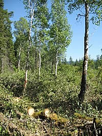 Treated area of the Glade Creek Aspen Site.